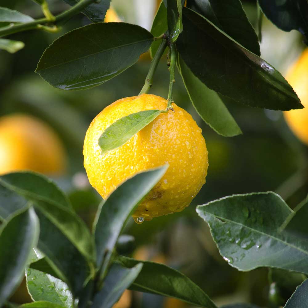 Fruit-home_block
