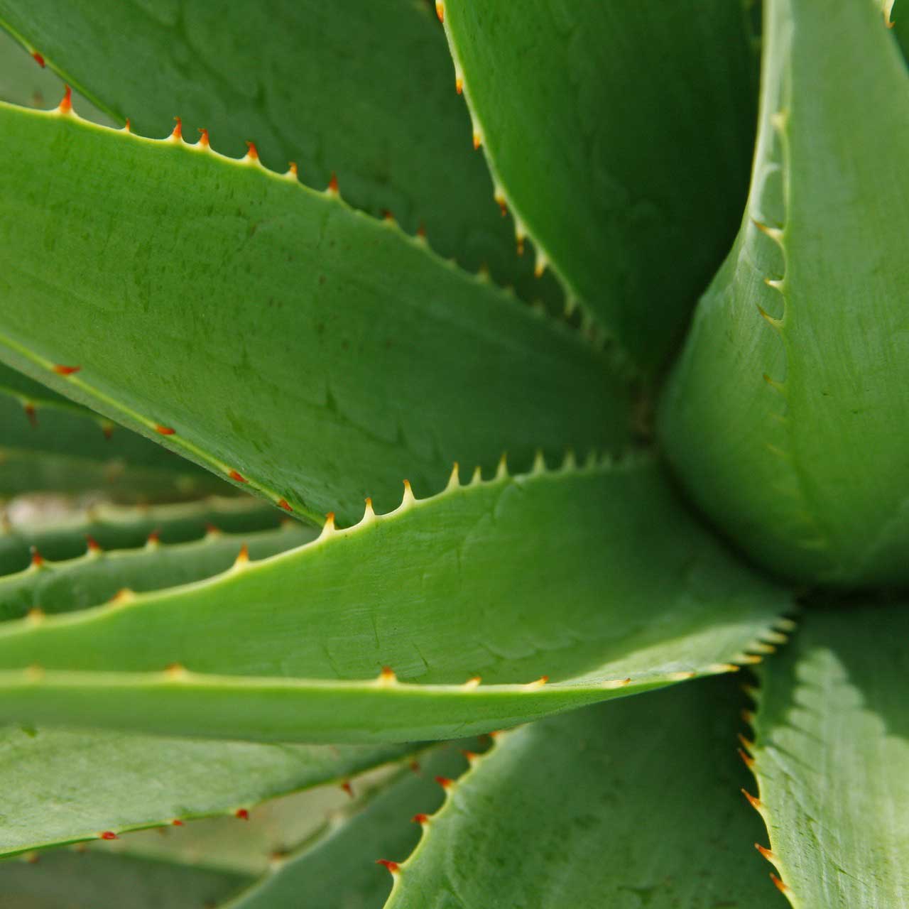 aloes_succulents-home-block