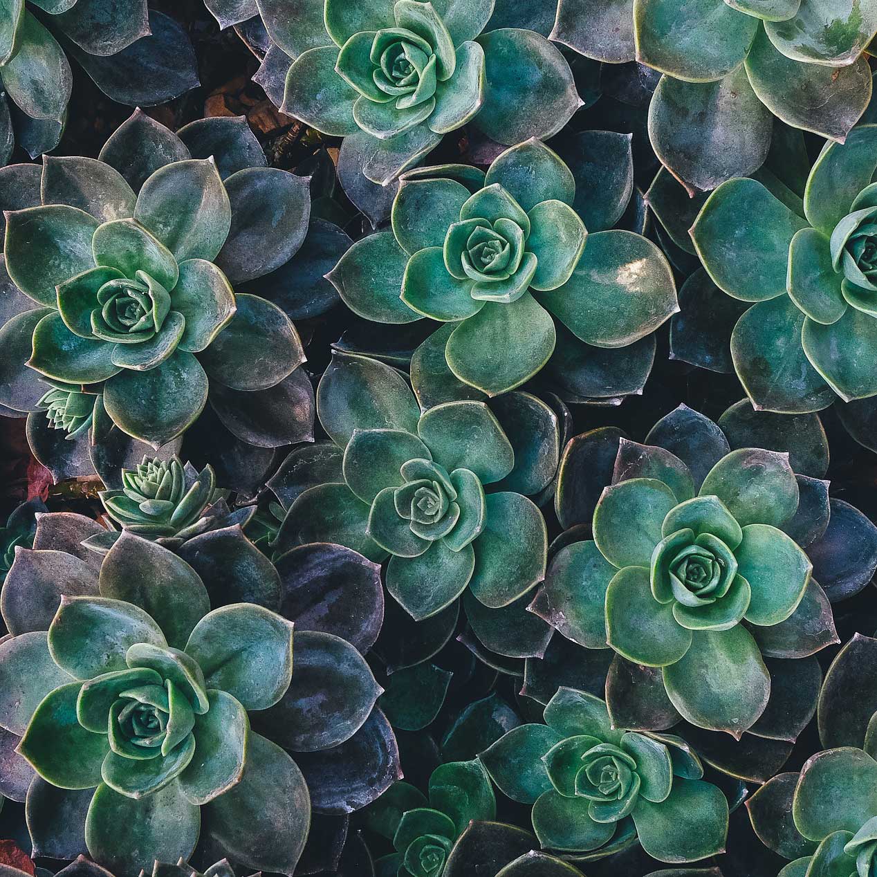 home-aloes_succulents-(2)