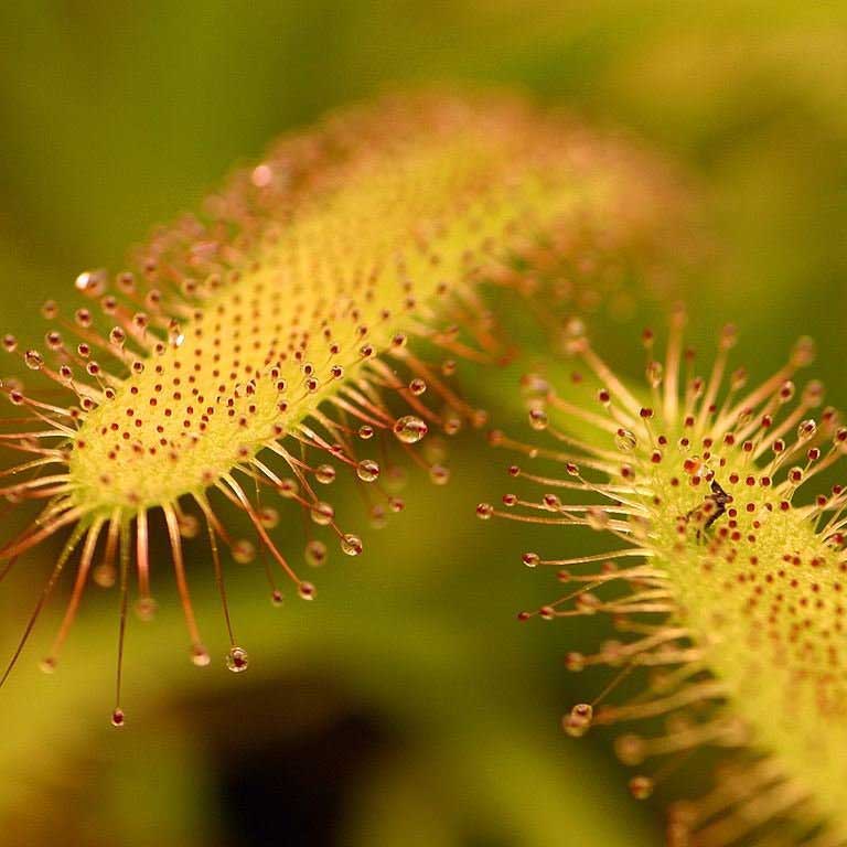 home-carnivorous-plant-87058