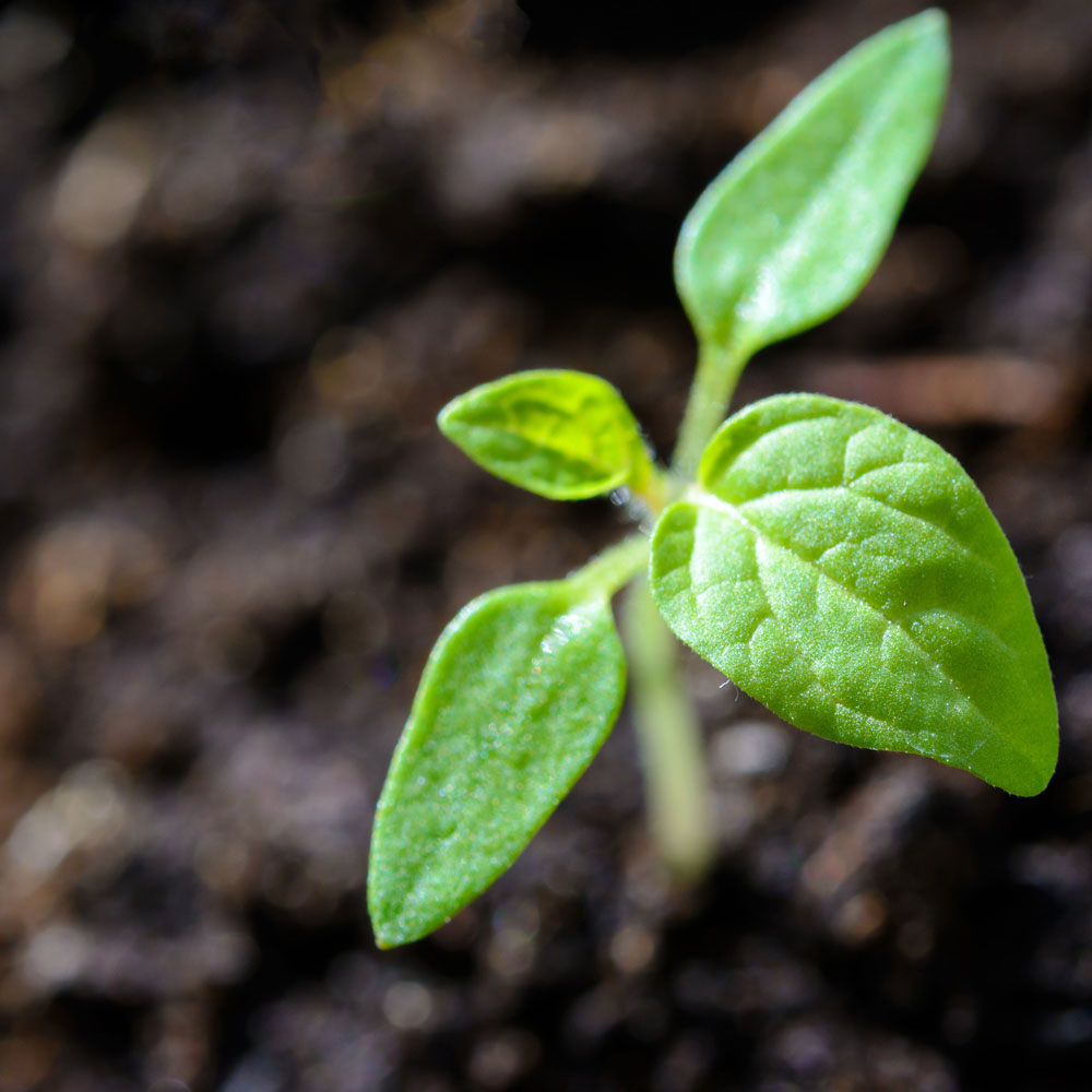 exotic_plants_compost